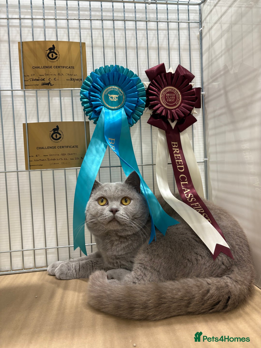 British Shorthair cats for stud: GCCF Champion Active Lilac Male for Stud Services  - Advert 9