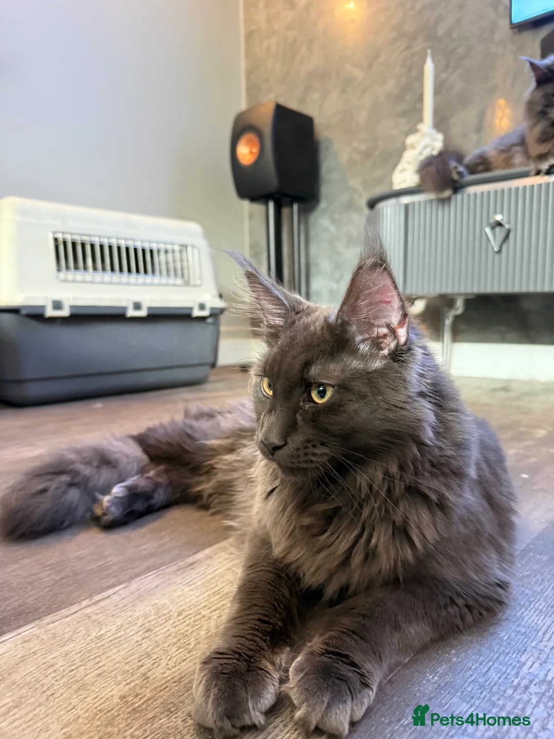 Maine Coon cats for sale:  Maine Coon Kittens Looking for Loving Homes 🐾 - Advert 10