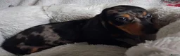 Miniature Dachshund dogs for sale: Stunning Dachshund pups *Ready now* - Advert 19