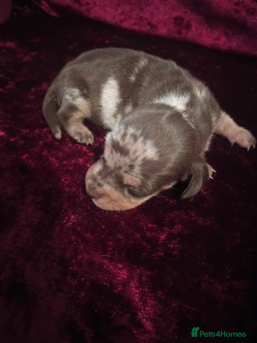 Miniature Dachshund dogs for sale: READY ,Miniature Dauchund puppy - Advert 2