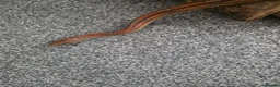 Corn Snake reptiles for sale: 2 female corn snakes in King's Lynn - Advert 6