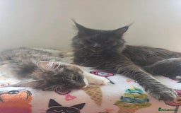 Maine Coon cats for sale: Pure Breed MaineCoon Kitten/TICA  - Image 6