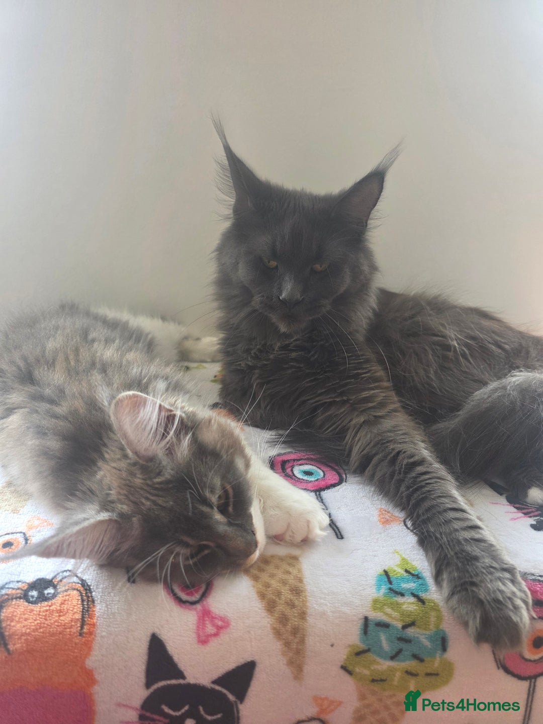 Maine Coon cats for sale: Pure Breed MaineCoon Kitten/TICA  - Image 6