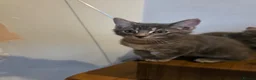 Mixed Breed cats for sale: 3 Norwegian Forrest x Persian Chinchilla kittens - Advert 13