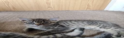 Mixed Breed cats for sale: Unique Tabby kittens   looking for a forever home  in Doncaster - Advert 25