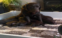 Labrador Retriever dogs for sale: Chocolate Labrador Puppies  - Advert 3