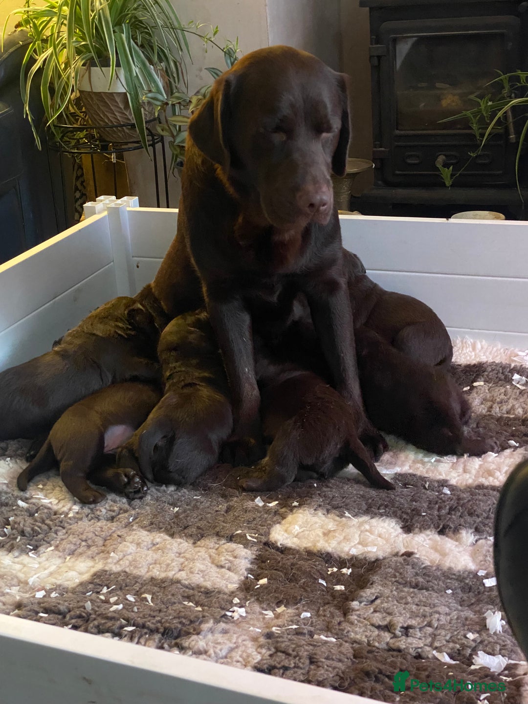Labrador Retriever dogs for sale: Chocolate Labrador Puppies  - Advert 3