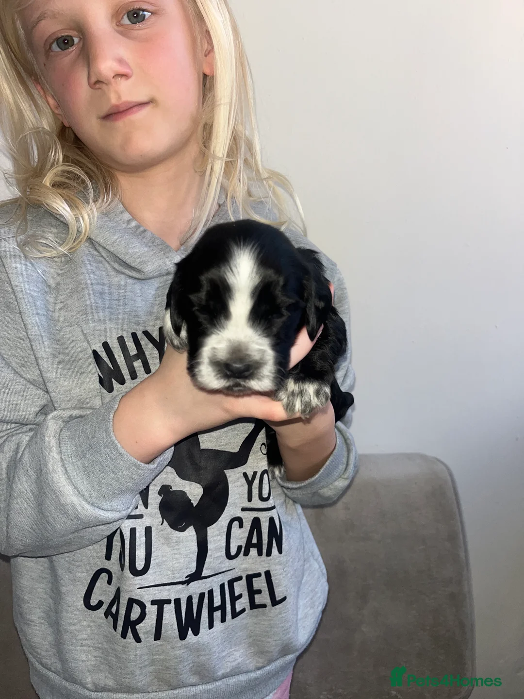 Cocker Spaniel dogs for sale: 2 male cocker spaniels puppies left - Advert 2