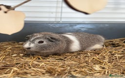 Guinea Pig rodents for sale: Bambi - Image 3