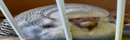 Budgerigars birds for sale: Beautiful baby budgies.  - Advert 4