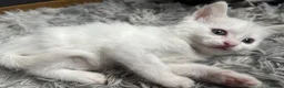 Mixed Breed cats for sale: Half Maine coon kittens  - Advert 21