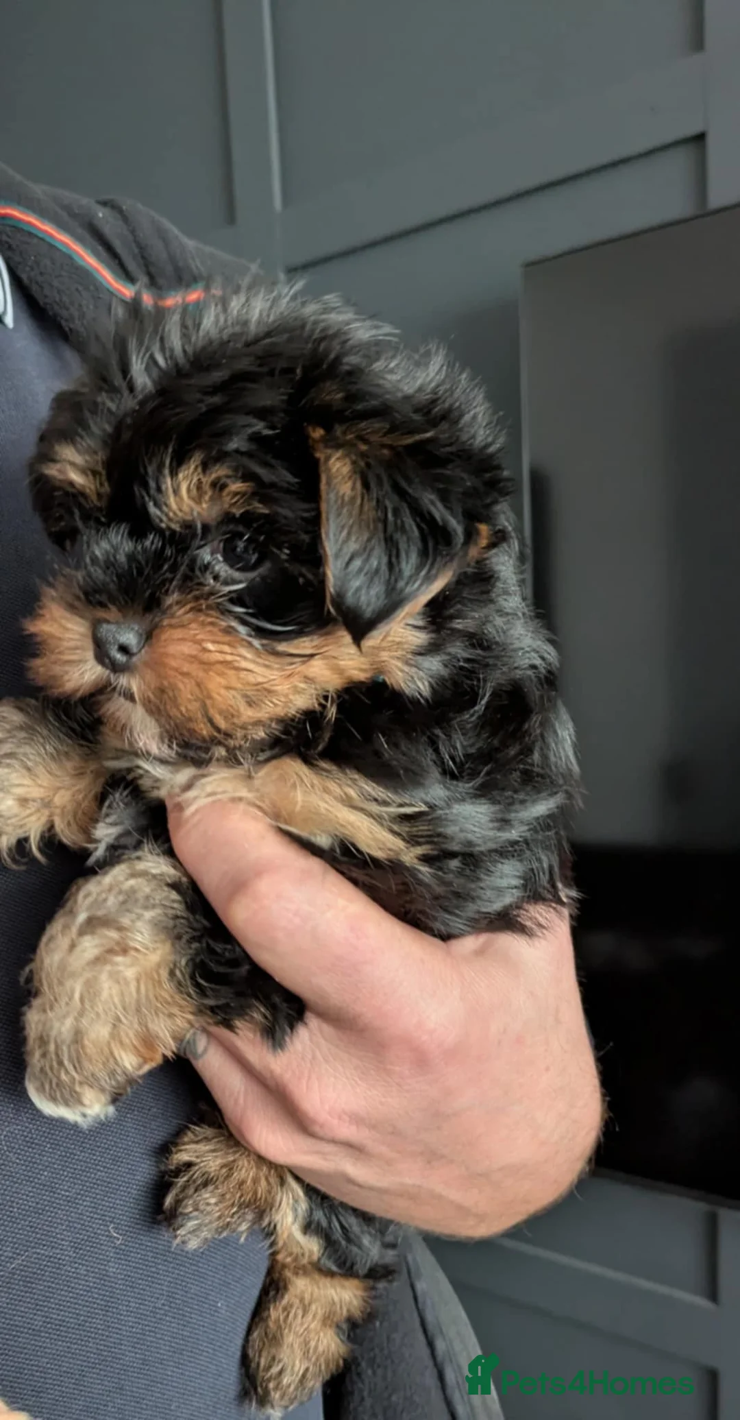 Yorkshire Terrier dogs for sale: Cute yorkies for sale - Advert 13