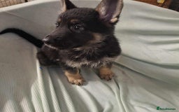 German Shepherd dogs for sale: *Ready Now* Pure Bred German Shepherd Pups - Image 11