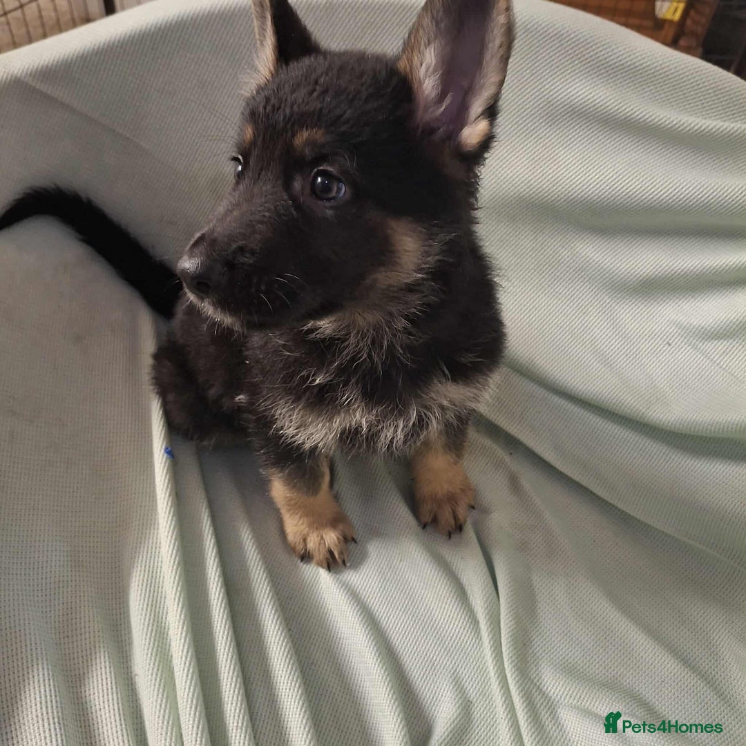 German Shepherd dogs for sale: *Ready Now* Pure Bred German Shepherd Pups - Image 11