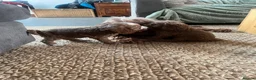 Cockapoo dogs for sale: Beautiful playful F1b cockapoos  - Advert 32