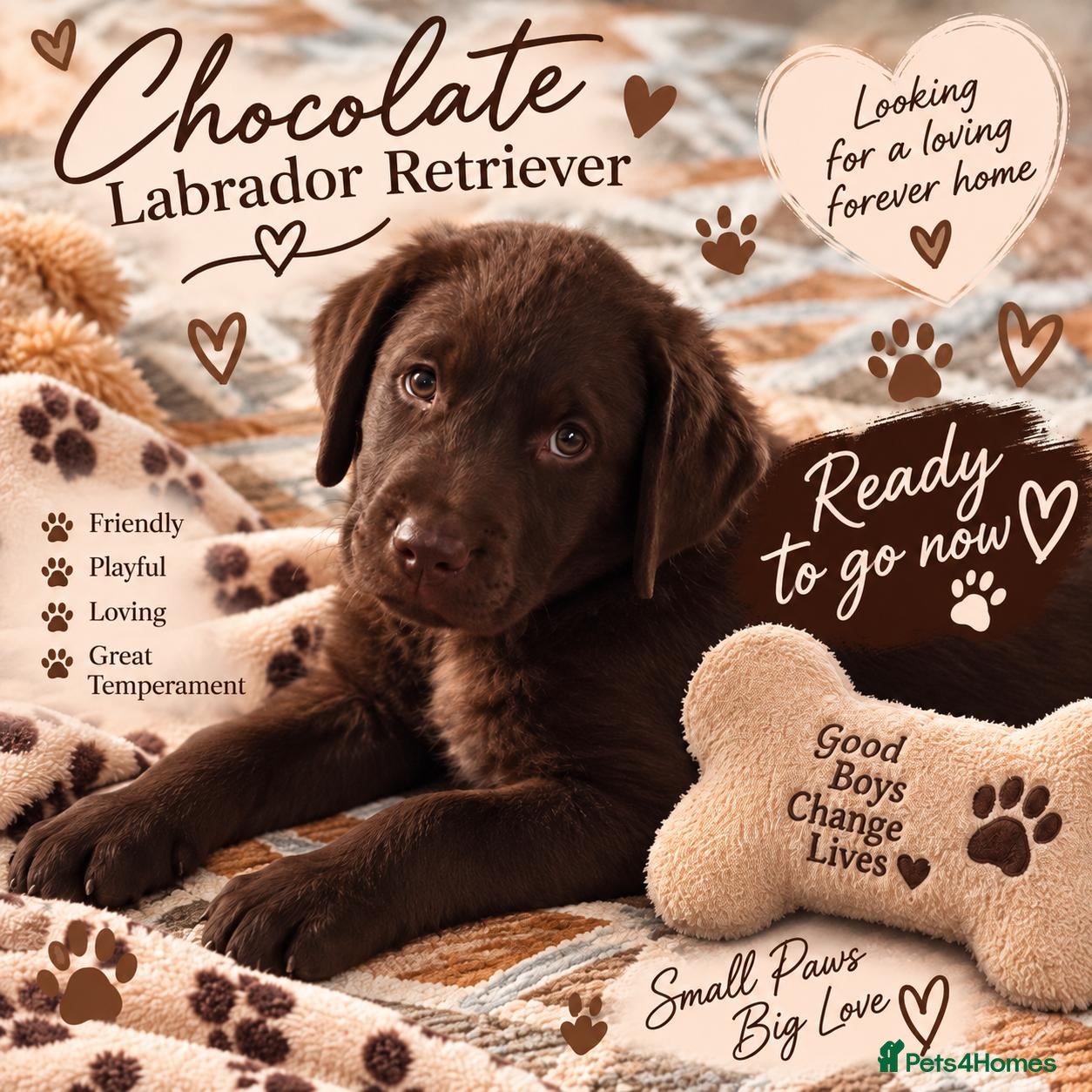 Labrador Retriever dogs ️Beautiful Labrador Retriever Puppies Silver/Choco - Advert 1