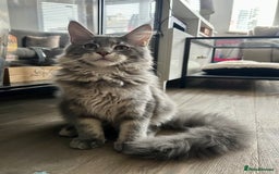 Maine Coon cats for sale: Stunning TICA Registered Maine Coon Boys Available - Image 5