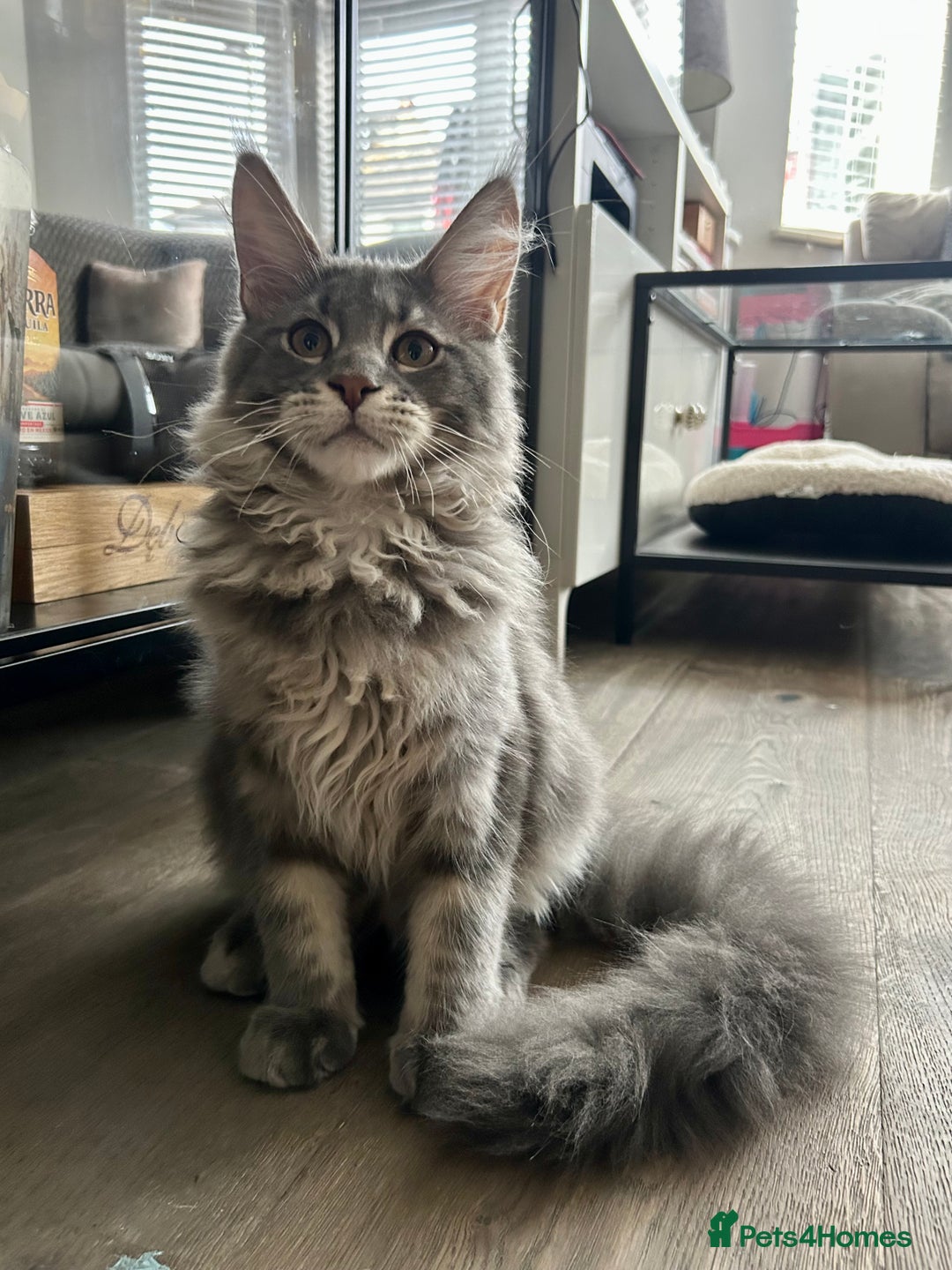 Maine Coon cats for sale: Stunning TICA Registered Maine Coon Boys Available - Image 5