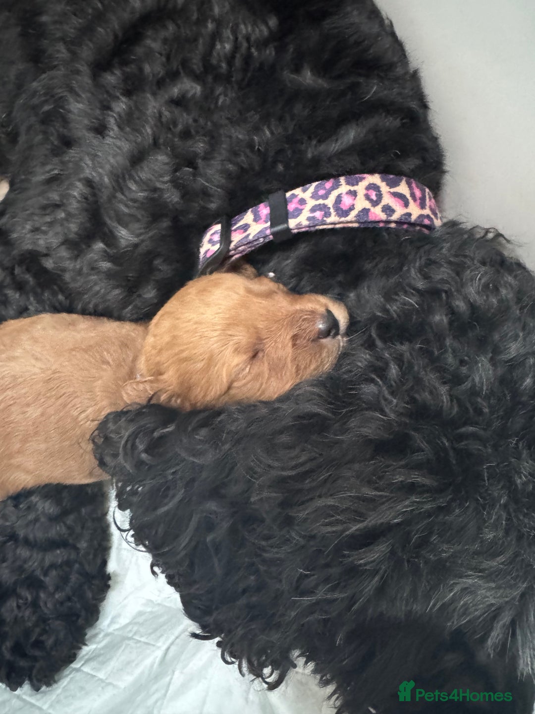 Cockapoo dogs for sale: Adorable cockapoo puppies for sale  - Image 17