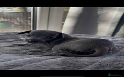 Mixed Breed dogs for sale: Woorier WhippetXTerrier  - Advert 6