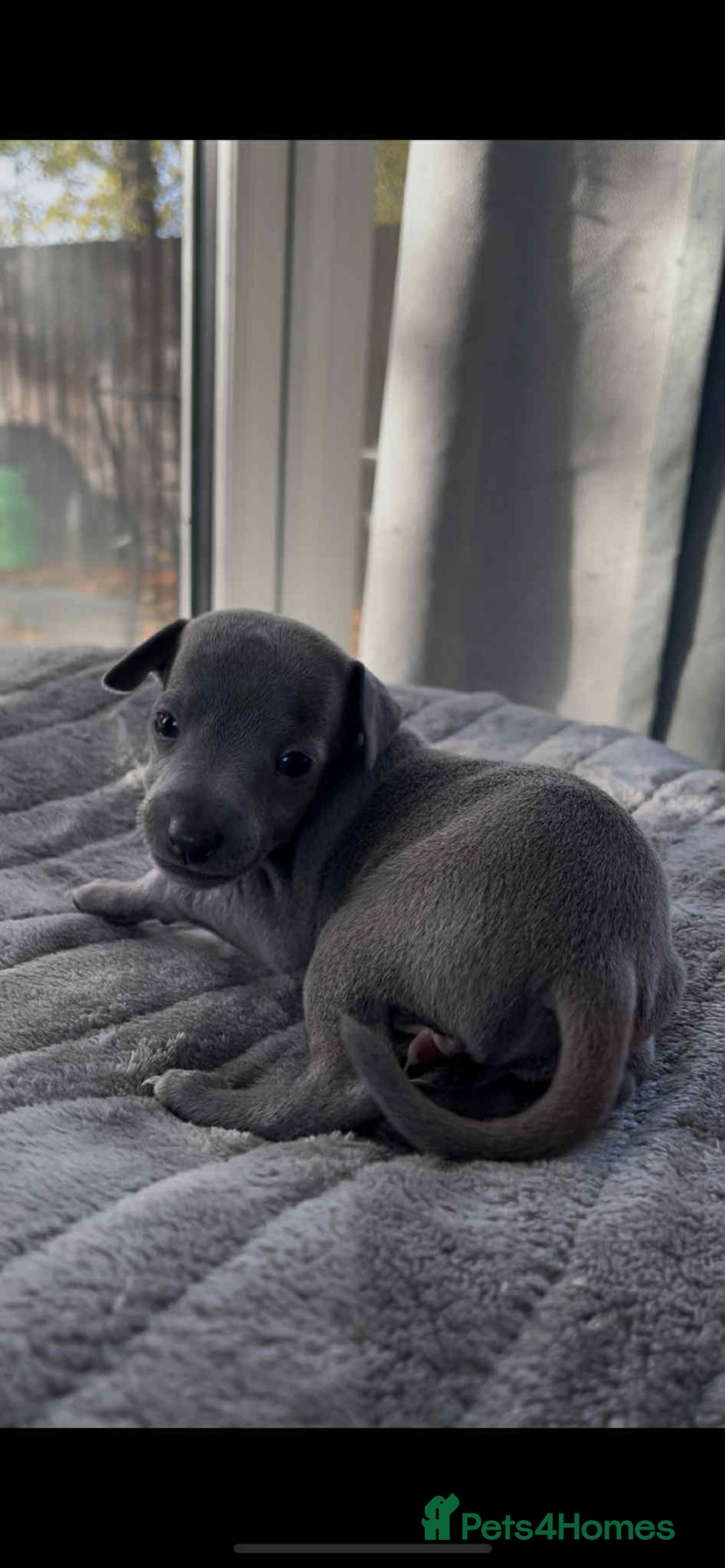 Mixed Breed dogs for sale: Woorier WhippetXTerrier  - Advert 6