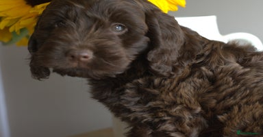Cockapoo dogs - Advert 16