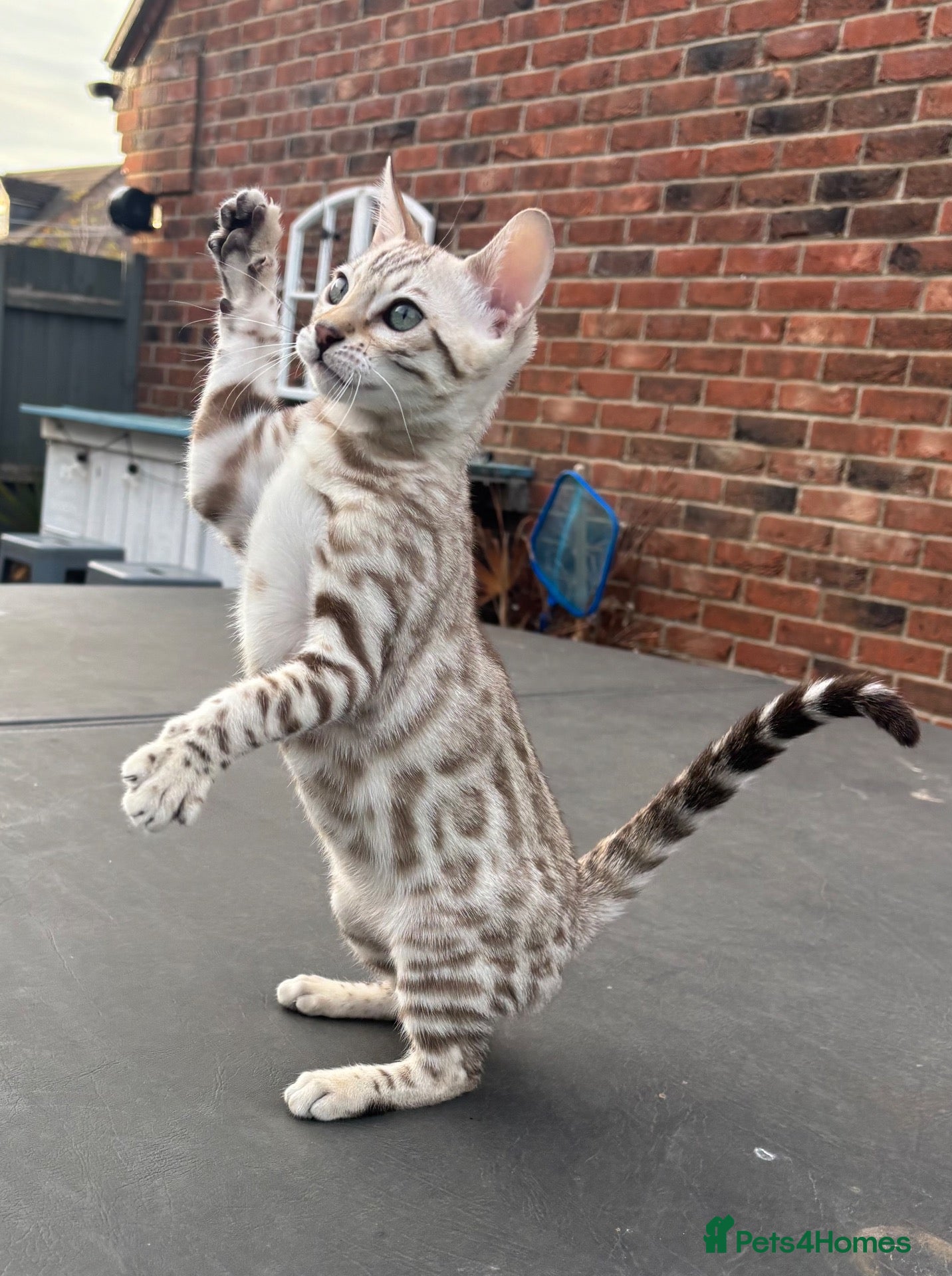 Bengal cats *REDUCED* TICA Snow Bengal boys - Advert 2