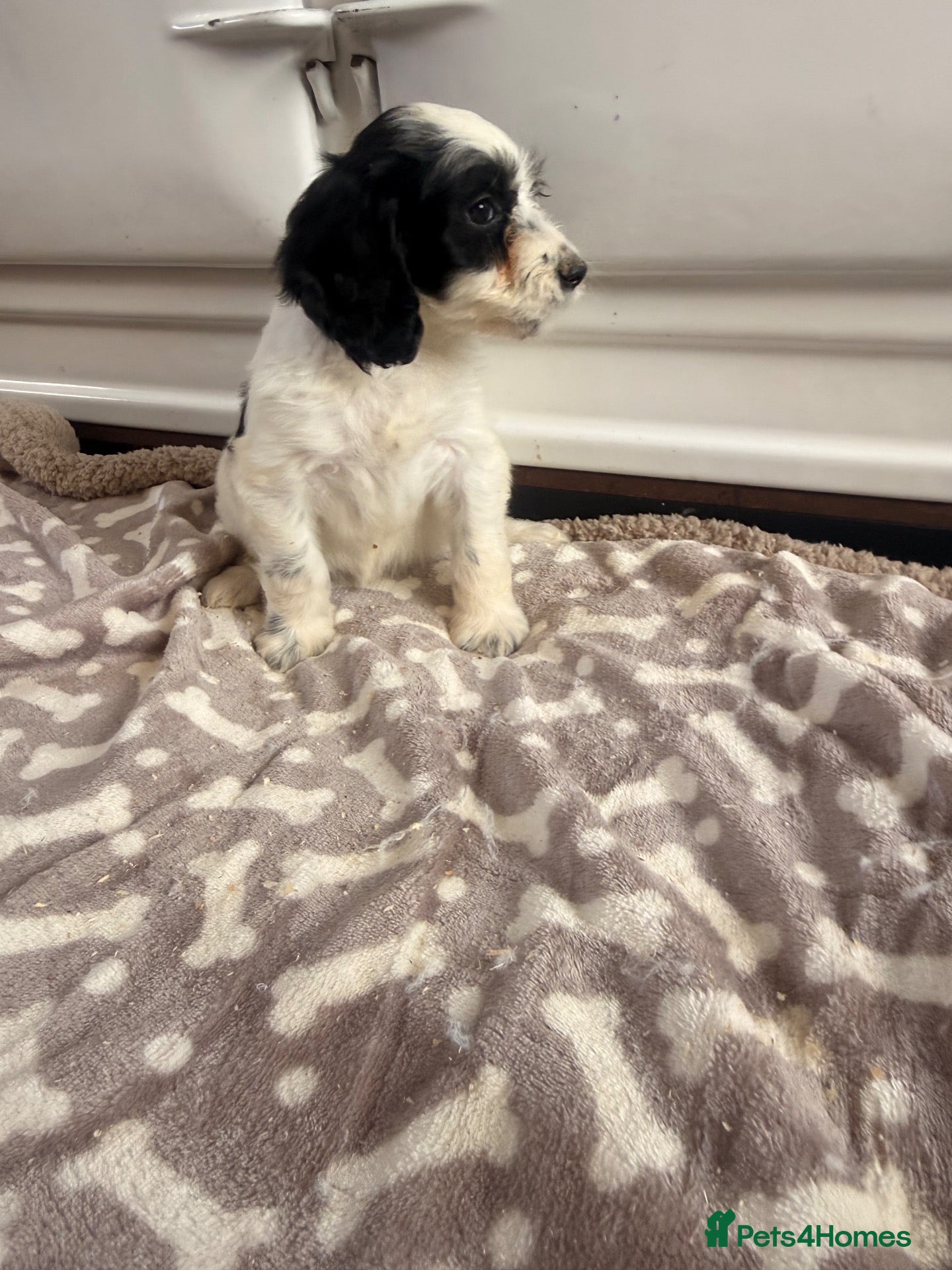 Cockapoo dogs Ready for new 🏡 1🩷1 🩵available  - Advert 2