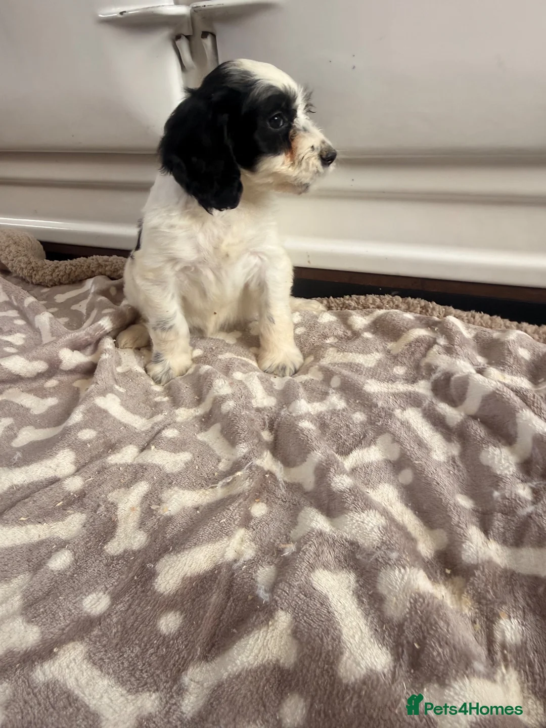 Cockapoo dogs for sale: Ready for new 🏡 1🩷1 🩵available  - Advert 2