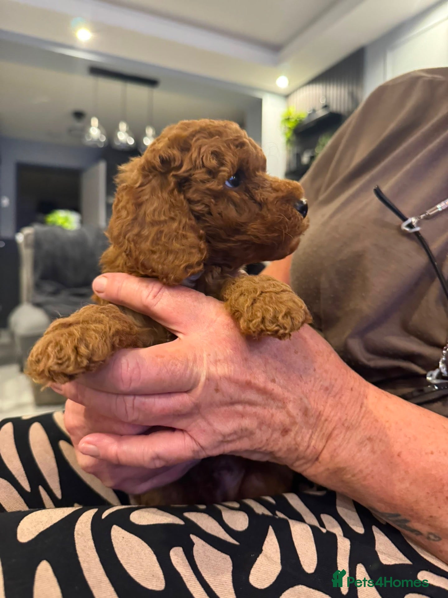 Cockapoo dogs for sale: STUNNING RED COCKAPOO PUPPIES - Advert 2