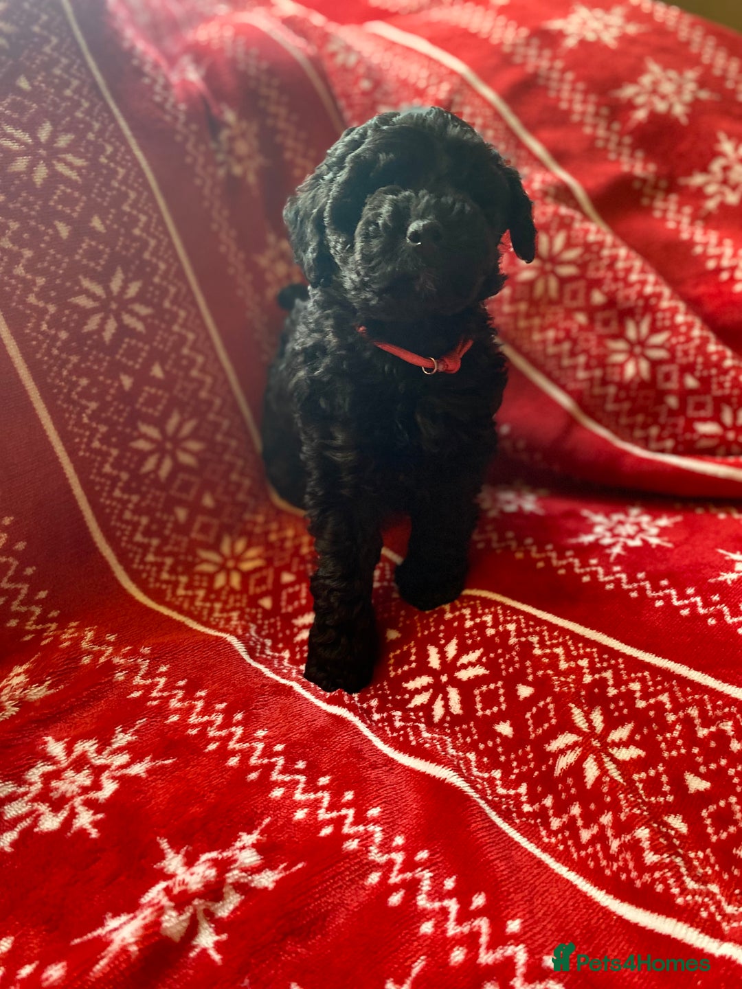Toy Poodle dogs for sale: Reduced Remaining Toy poodle kc registered  - Advert 14