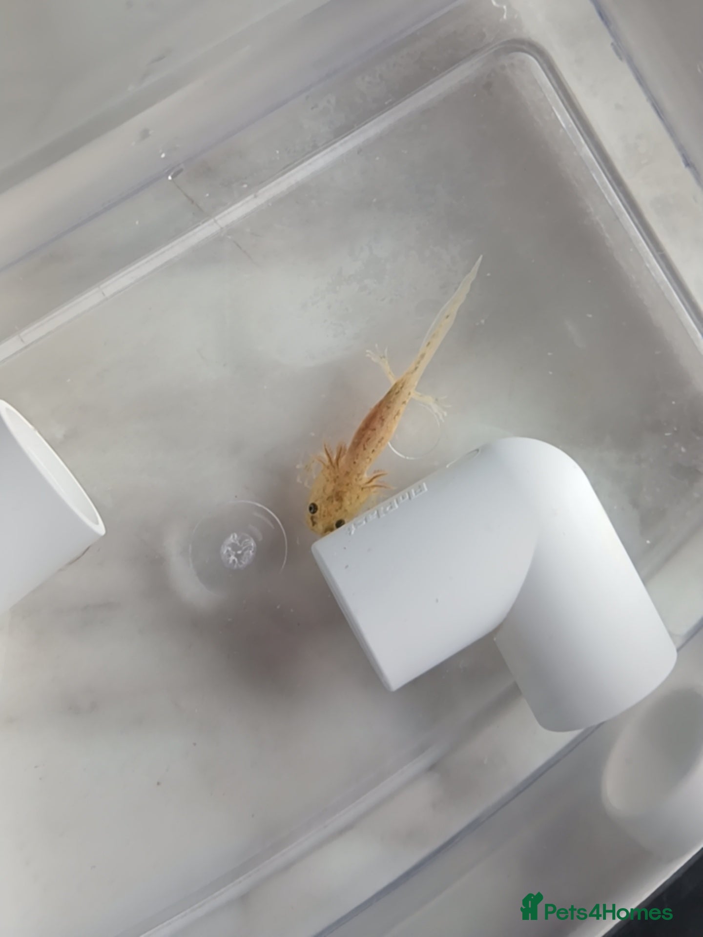 Axolotl reptiles 2 juvenile axolotls  - Advert 20