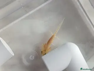 Axolotl reptiles 2 juvenile axolotls - Advert 20