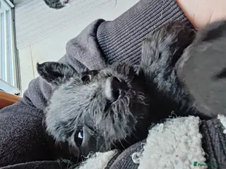 Bordoodle dogs Bordoodle - Advert 11