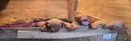 Hungarian Vizsla dogs for sale: Beautiful Hungarian Vizsla Puppies 4 Girls 2 Boys - Advert 9