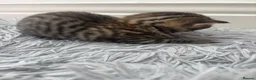 Mixed Breed cats for sale: Kittens  - Advert 8
