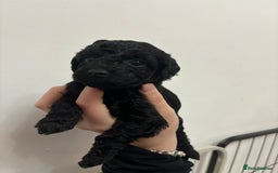 Cockapoo dogs for sale: F2 cockapoo puppies - Image 6