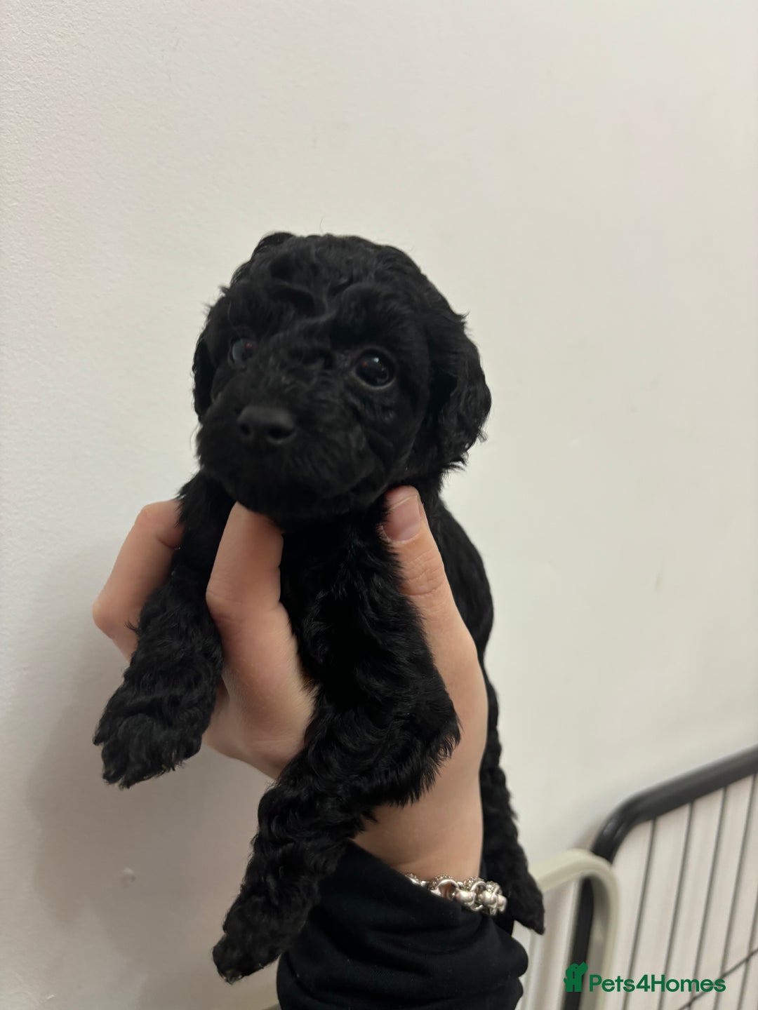 Cockapoo dogs for sale: F2 cockapoo puppies - Image 6