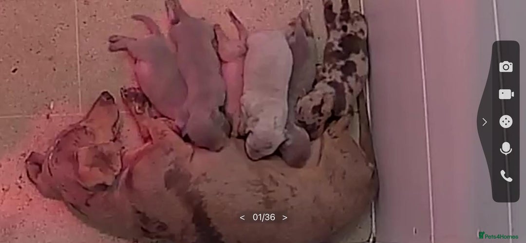 Miniature Dachshund dogs for sale: ⭐️🐾💖💙KC REG💙💖🐾⭐️5 star breeder   - Advert 3