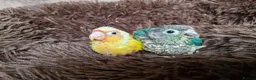 Conures birds for sale: Beautiful fully hand reared conure baby's  - Advert 3