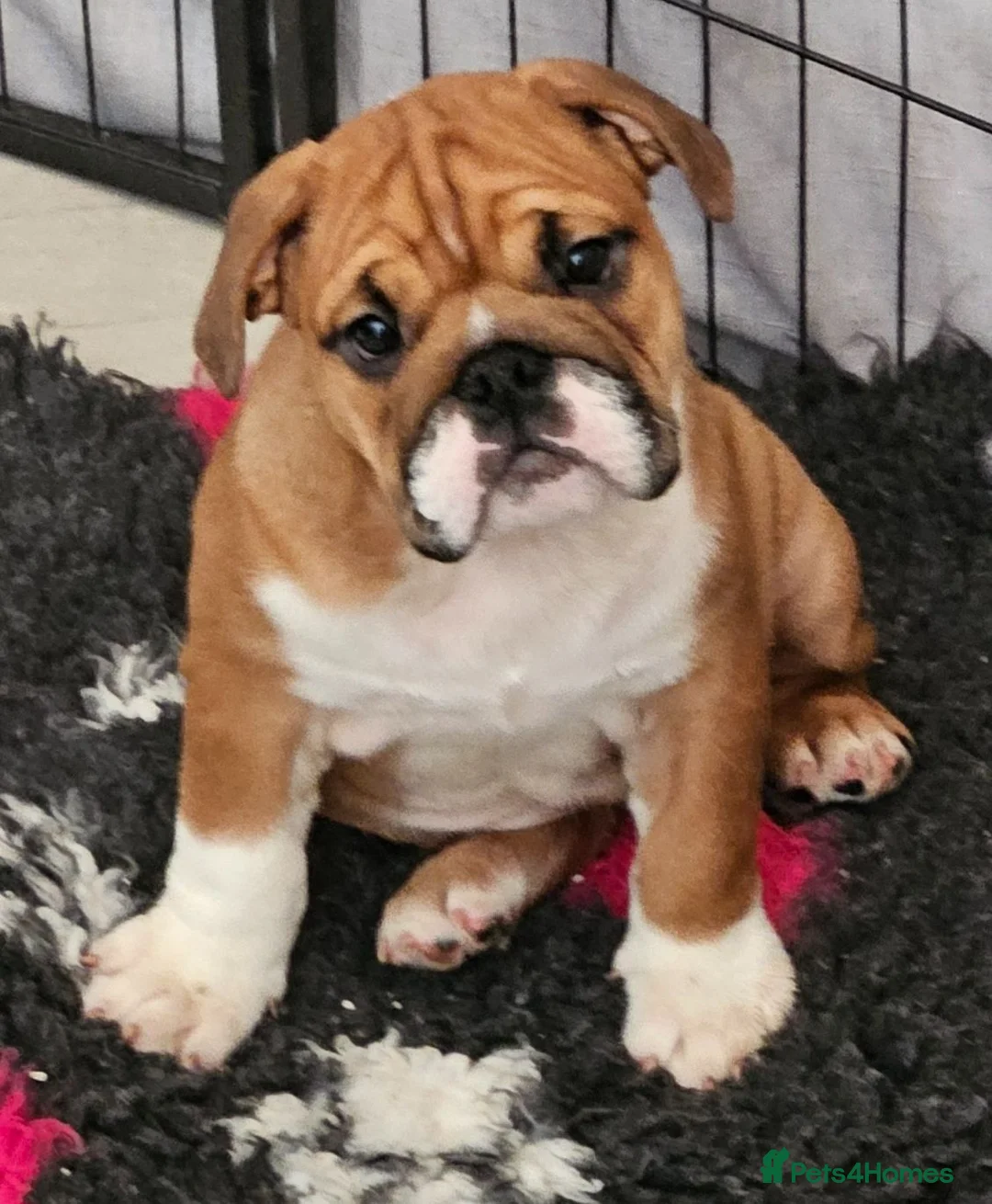 English Bulldog dogs for sale: 2 fantastic red british girls. - Advert 1