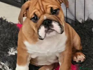 English Bulldog dogs 2 fantastic red british girls. - Advert 1