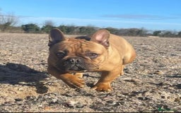French Bulldog dogs for sale: French Bulldogs Ready to Leave  - Image 17