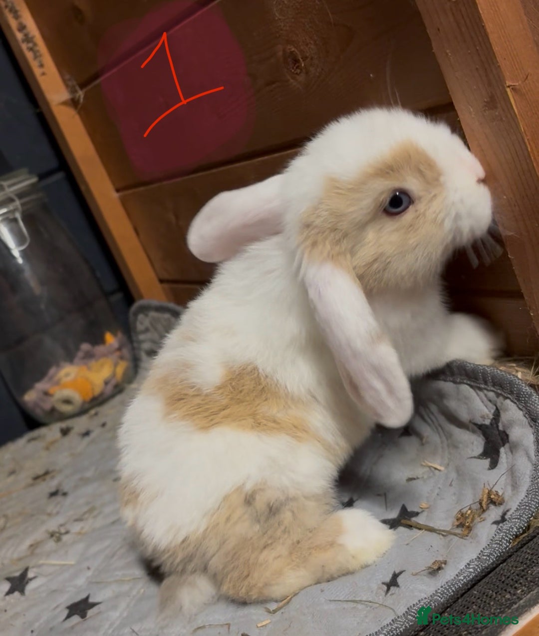 Mini Lop rabbits for sale: 8 beautiful friendly baby mini lops  - Image 3
