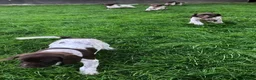 German Shorthaired Pointer dogs for sale: GSP Puppies in Aberdare - Advert 8