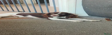 Cocker Spaniel 1
