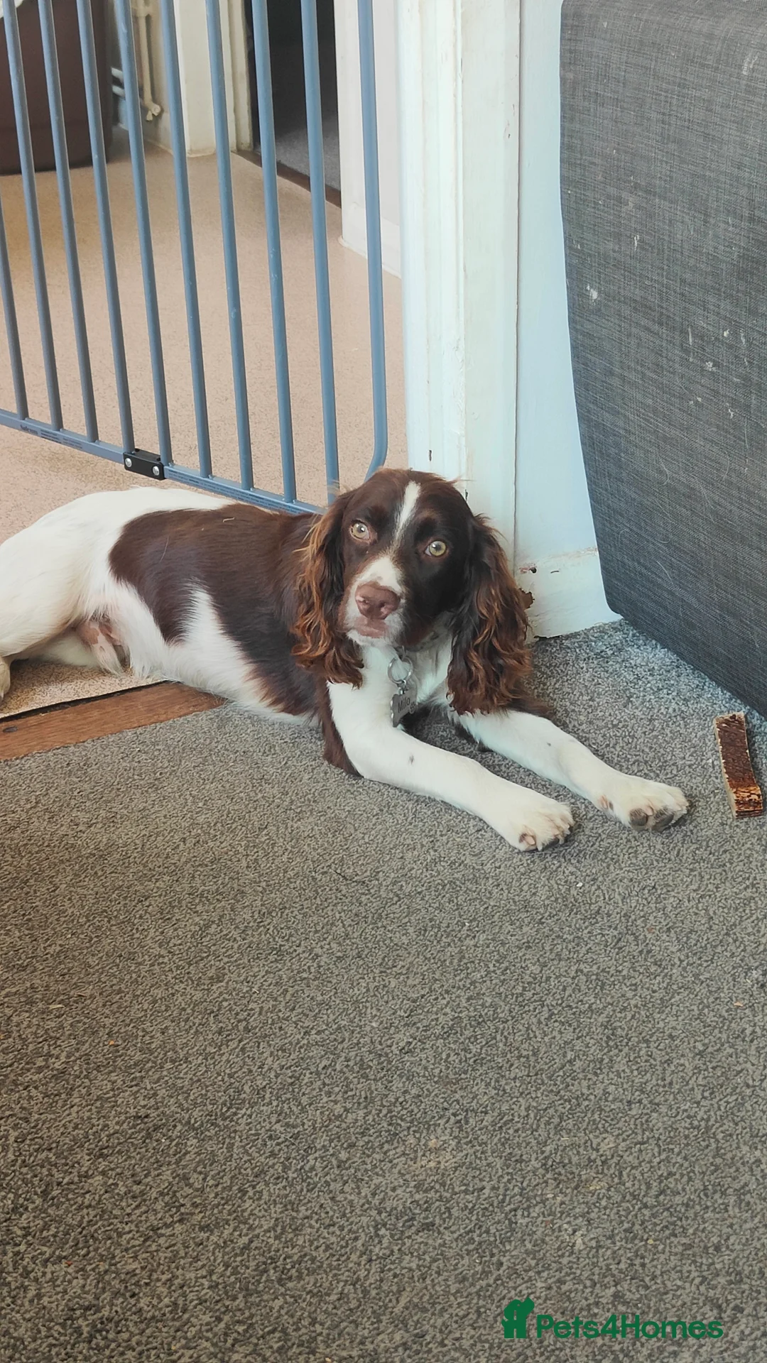 Cocker Spaniel dogs for sale: cocker spaniel called Milo  - Advert 2