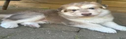 German Shepherd dogs for sale: Rare colour German shepherd puppies 🤩 - Advert 5