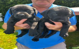 Labrador Retriever dogs for sale: KC Registered Labrador Puppies - Image 9