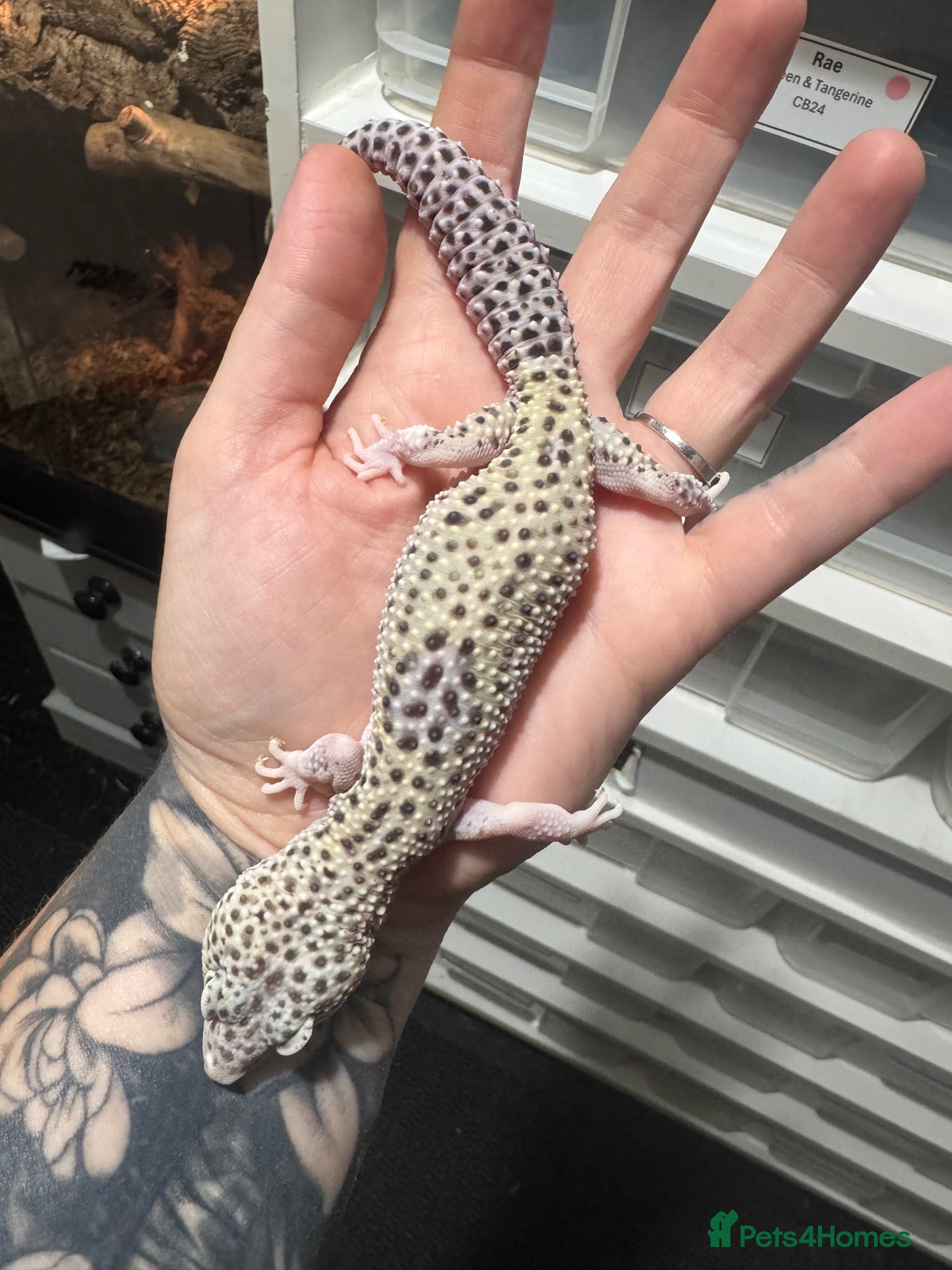 Leopard Gecko reptiles Mack Snow Eclipse Pied Line  - Advert 8